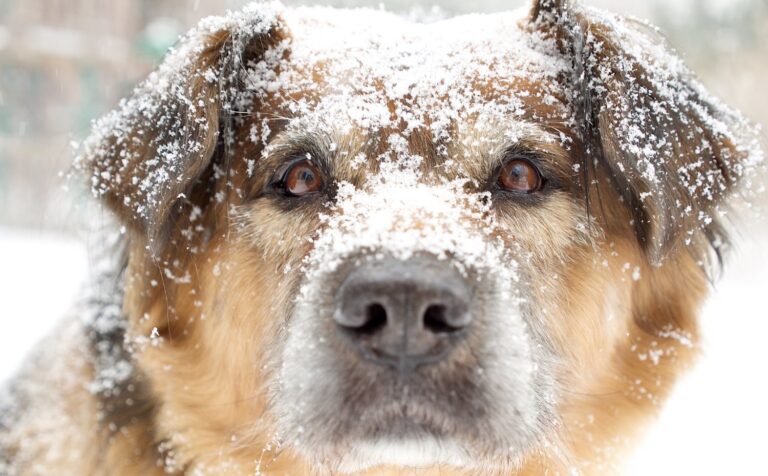 Maglia Tecnica Impact Rossa