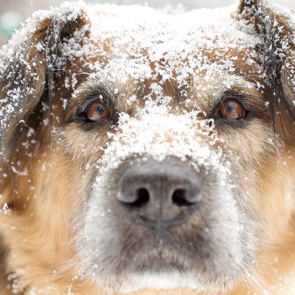 Maglia Tecnica Impact Rossa